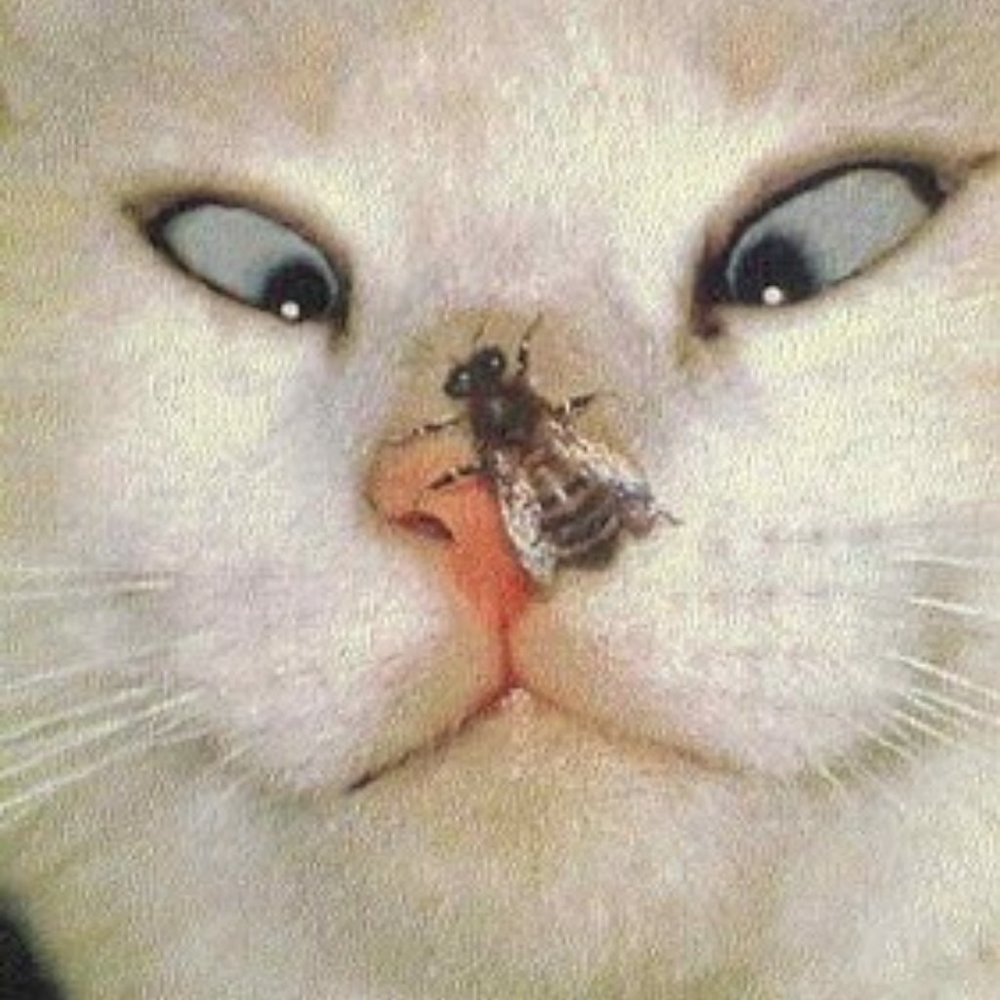 🐈‍⬛ Meet your Posher Pookie 🐈‍⬛